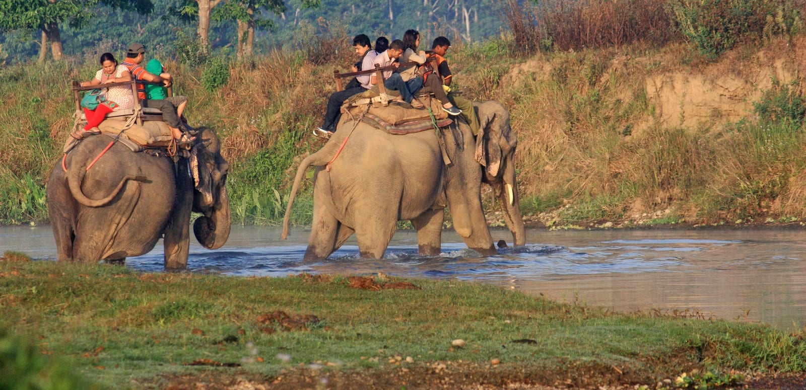 Bharatpur Jungle Safari opens for travelers