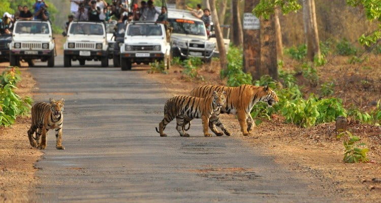 Debrigarh Jungle Safari opens for vacationers