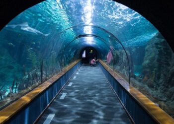 Explore the Best Aquarium in California